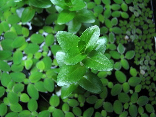 Brahmi