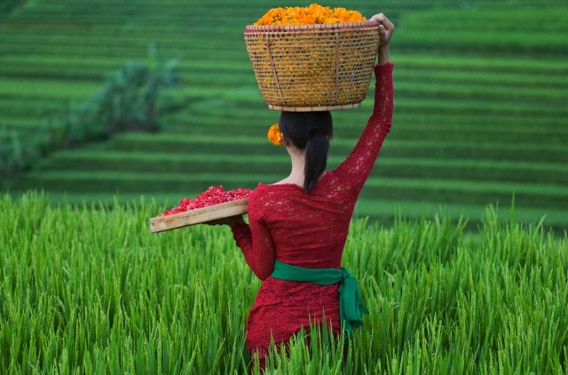 Tropic field