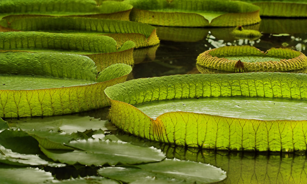 Amazon wild nature