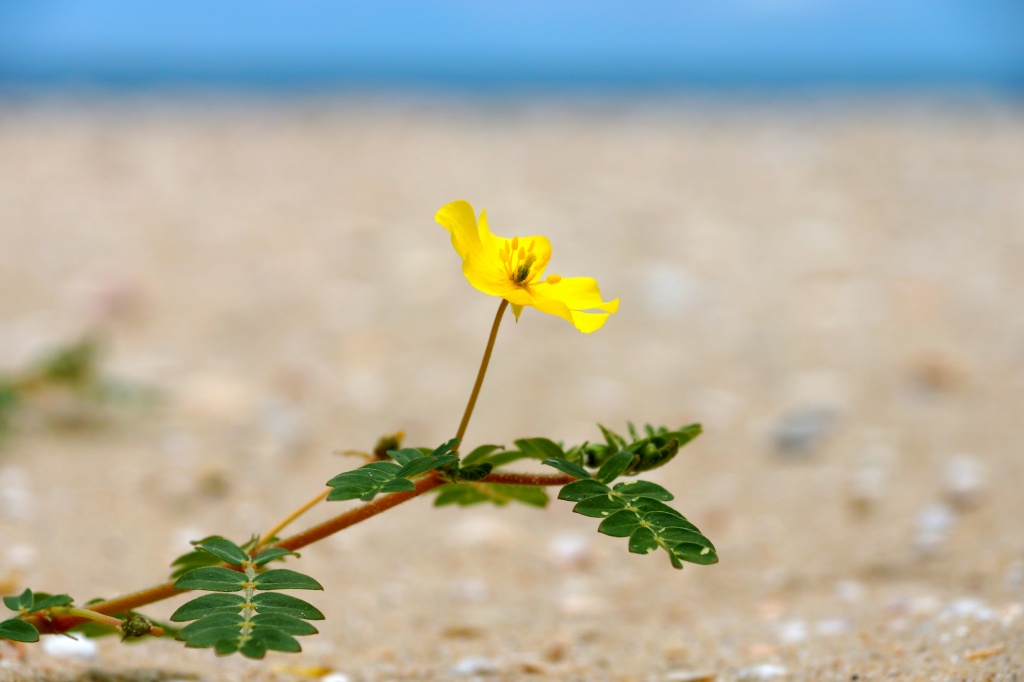 Tribulus 