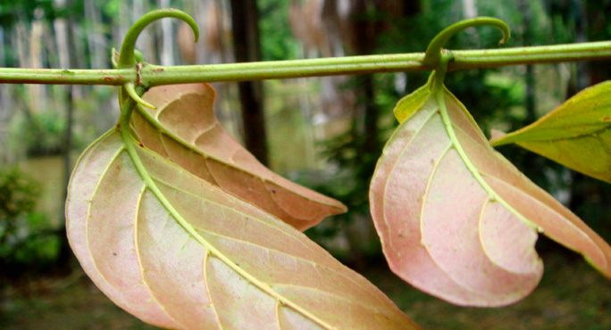 Cats claw