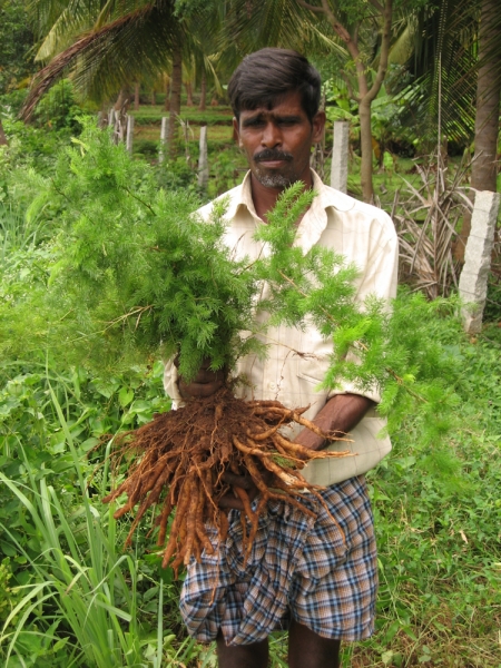 Shatavari roots