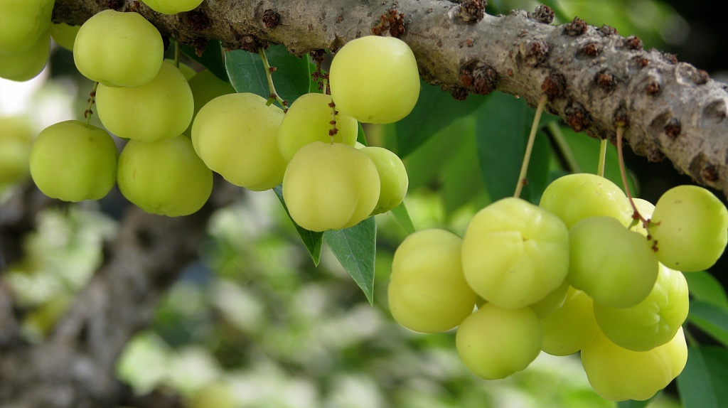 Amla