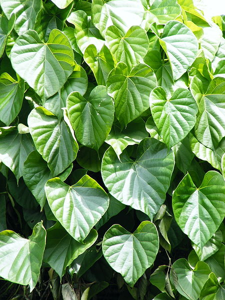 Tinospora сordifolia