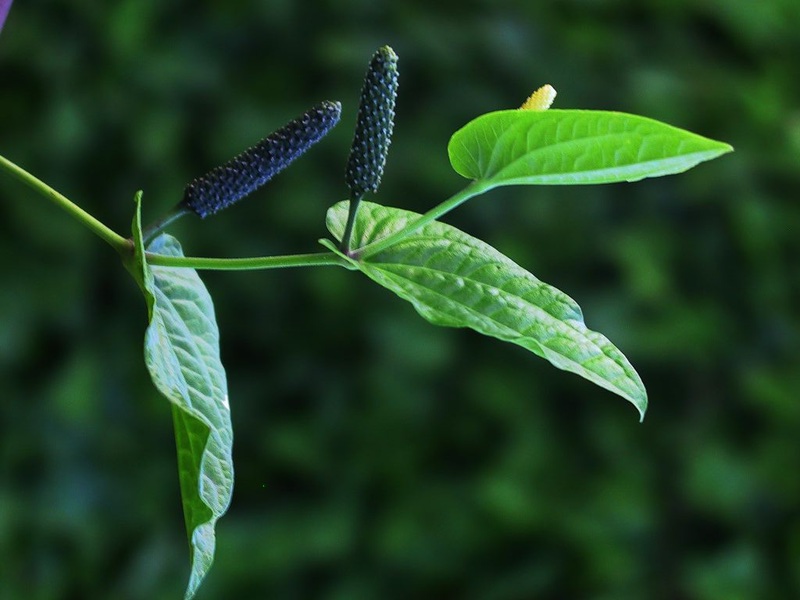 Black pepper