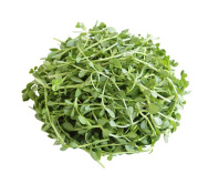 Brahmi - Bacopa monnieri