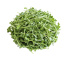 Brahmi - Bacopa monnieri