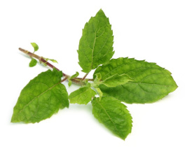 Tulsi Tulasi - Ocimum sanctum