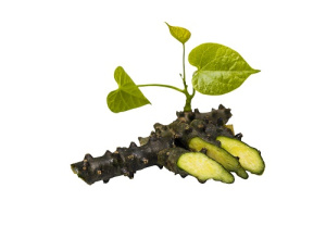 Guduchi - Tinospora cordifolia