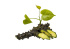 Guduchi - Tinospora cordifolia